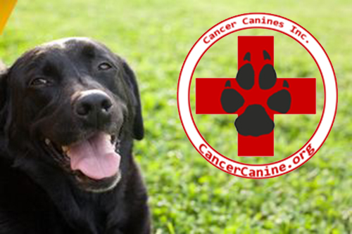Cancer Canines, Inc. - A California Non-Profit 501(c)3 corporation. Gifts, Tax, Donations, Deductions, Canines that are trained to detect cancer.